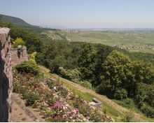 Vignoble et Spiritualité Pfaffenheim Gueberschwihr Vignoble et Spiritualité Pfaffenheim Gueberschwihr
